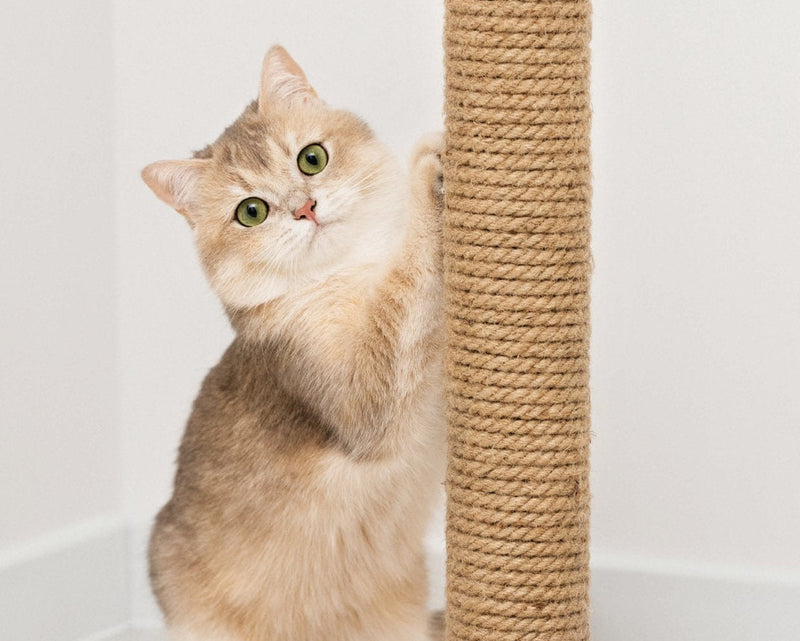 Leopet - Gatto