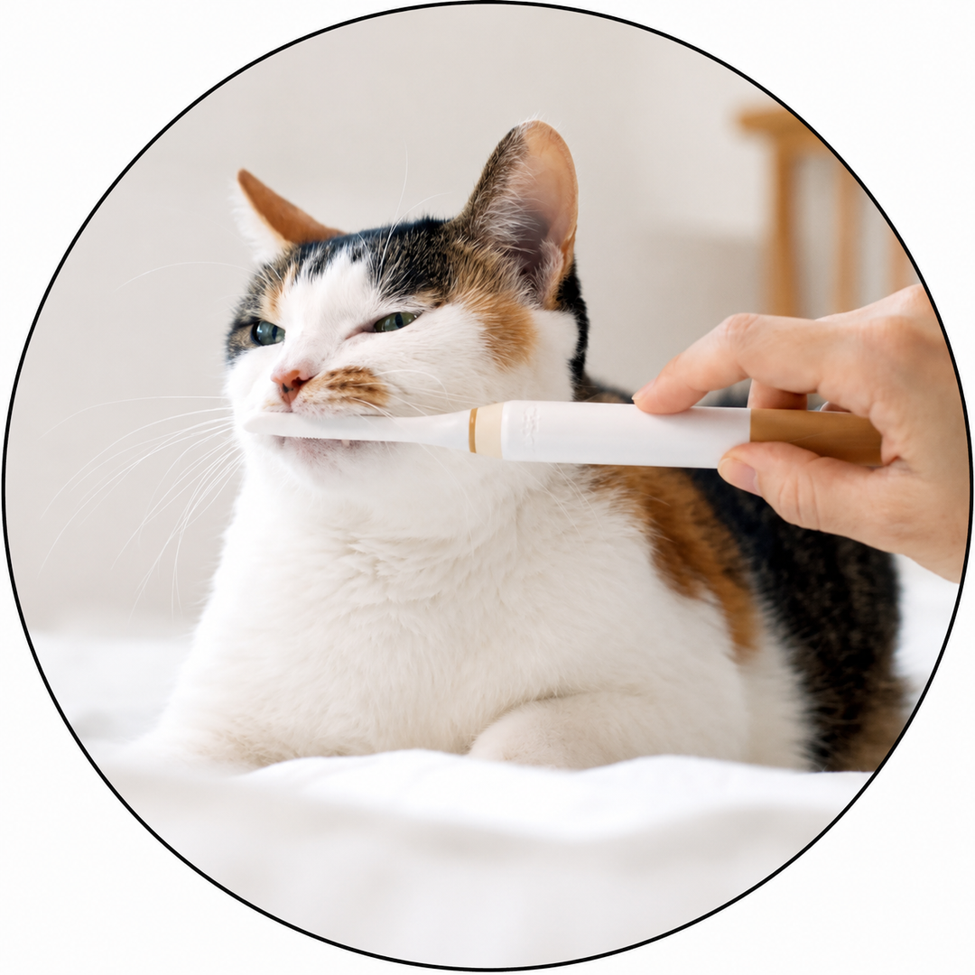 Parafarmacia - Gatto