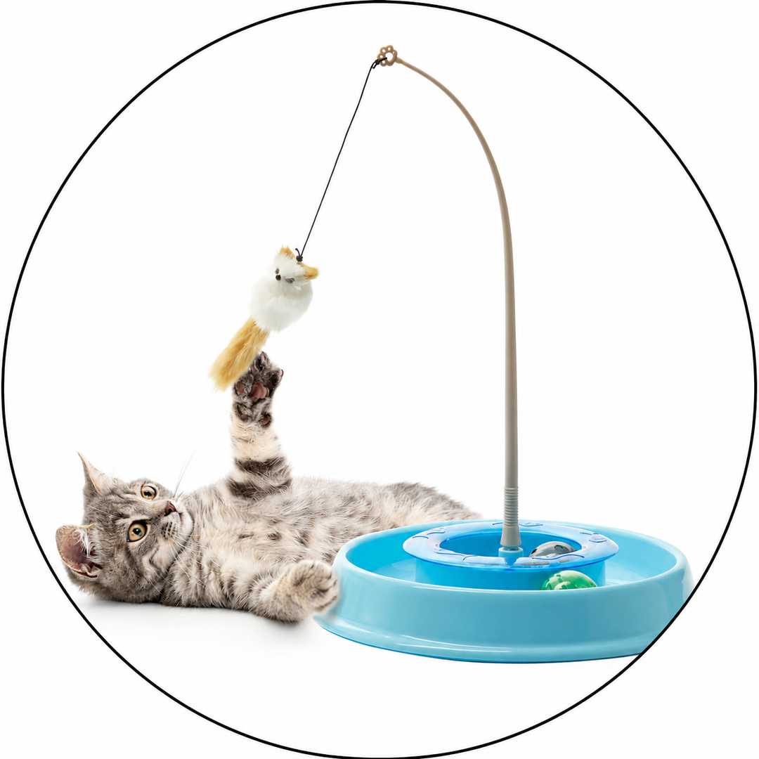Giochi - Gatto