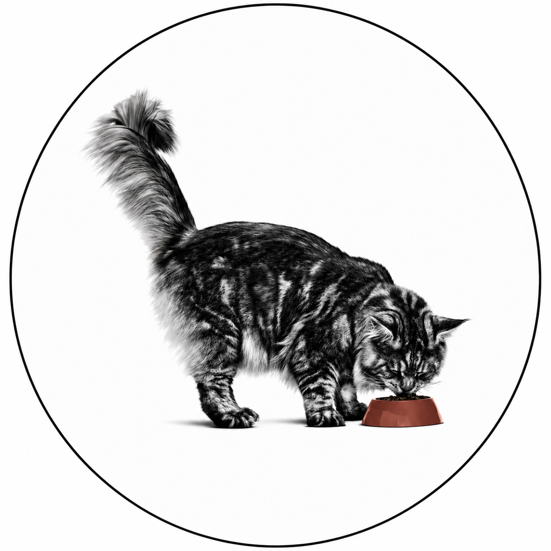 Royal Canin - Ageing Gatto
