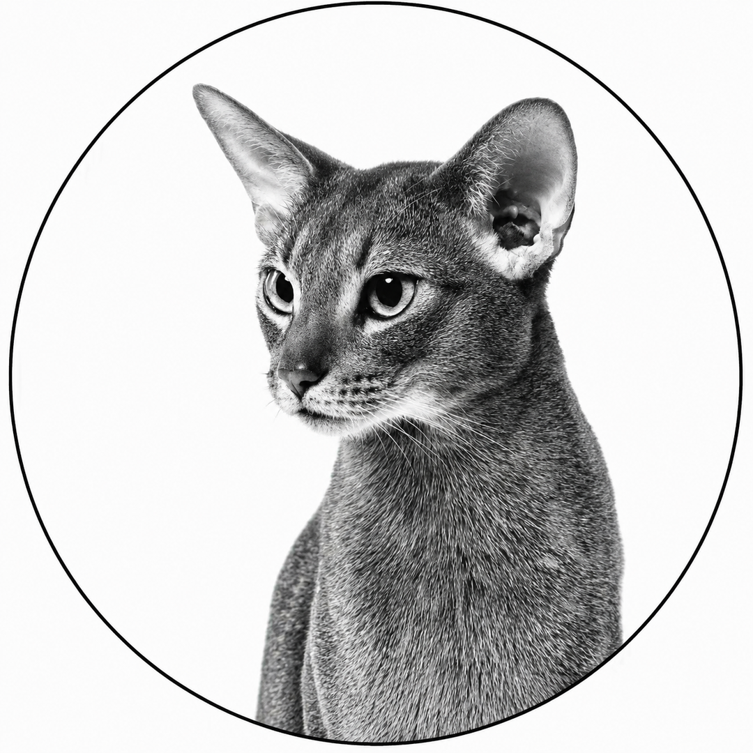 Royal Canin - Fussy Gatto