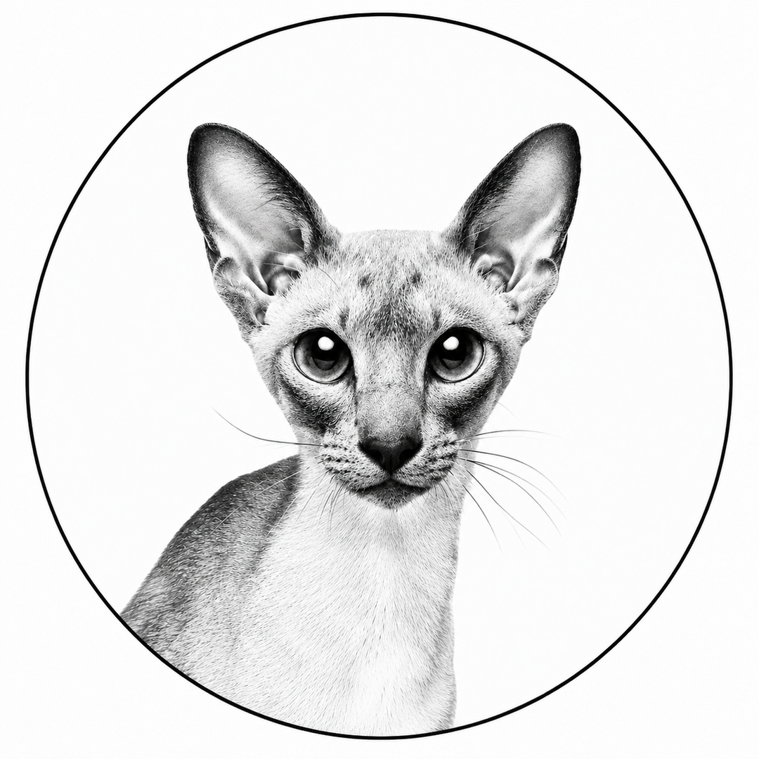 Royal Canin - Renal Gatto