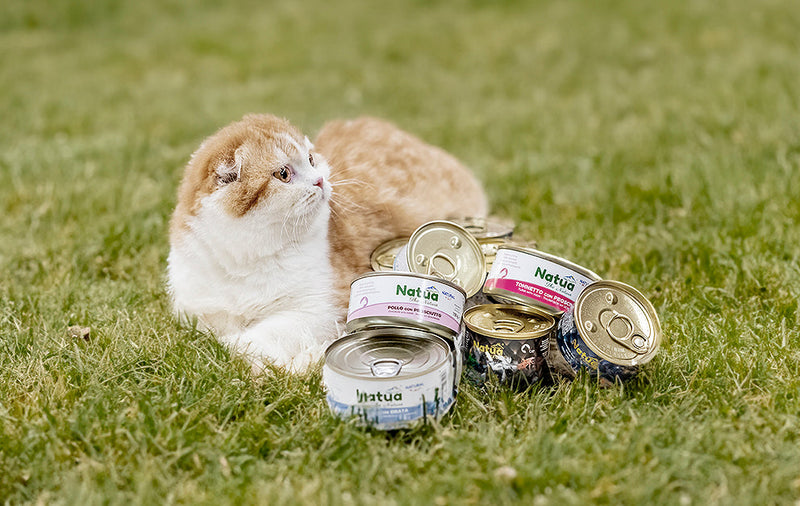 Natua - Gatto