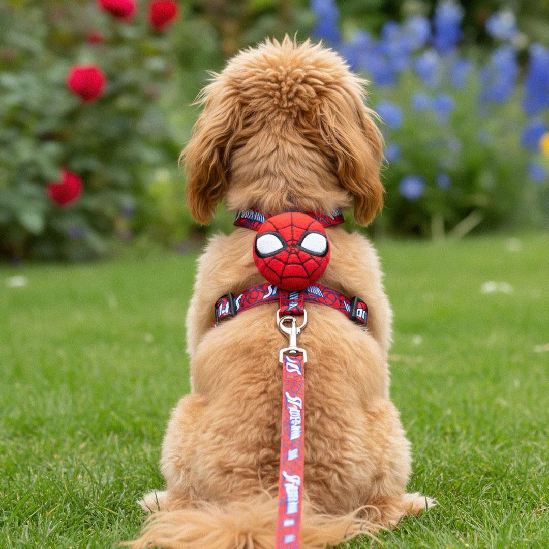 Marvel - Set Pettorina + Guinzaglio Spiderman