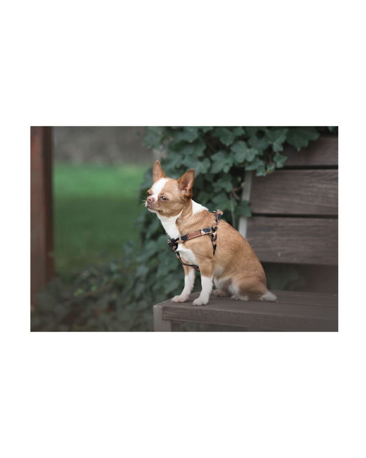 Amiplay - Pettorina regolabile SAFARI Leopardato M - Rufee