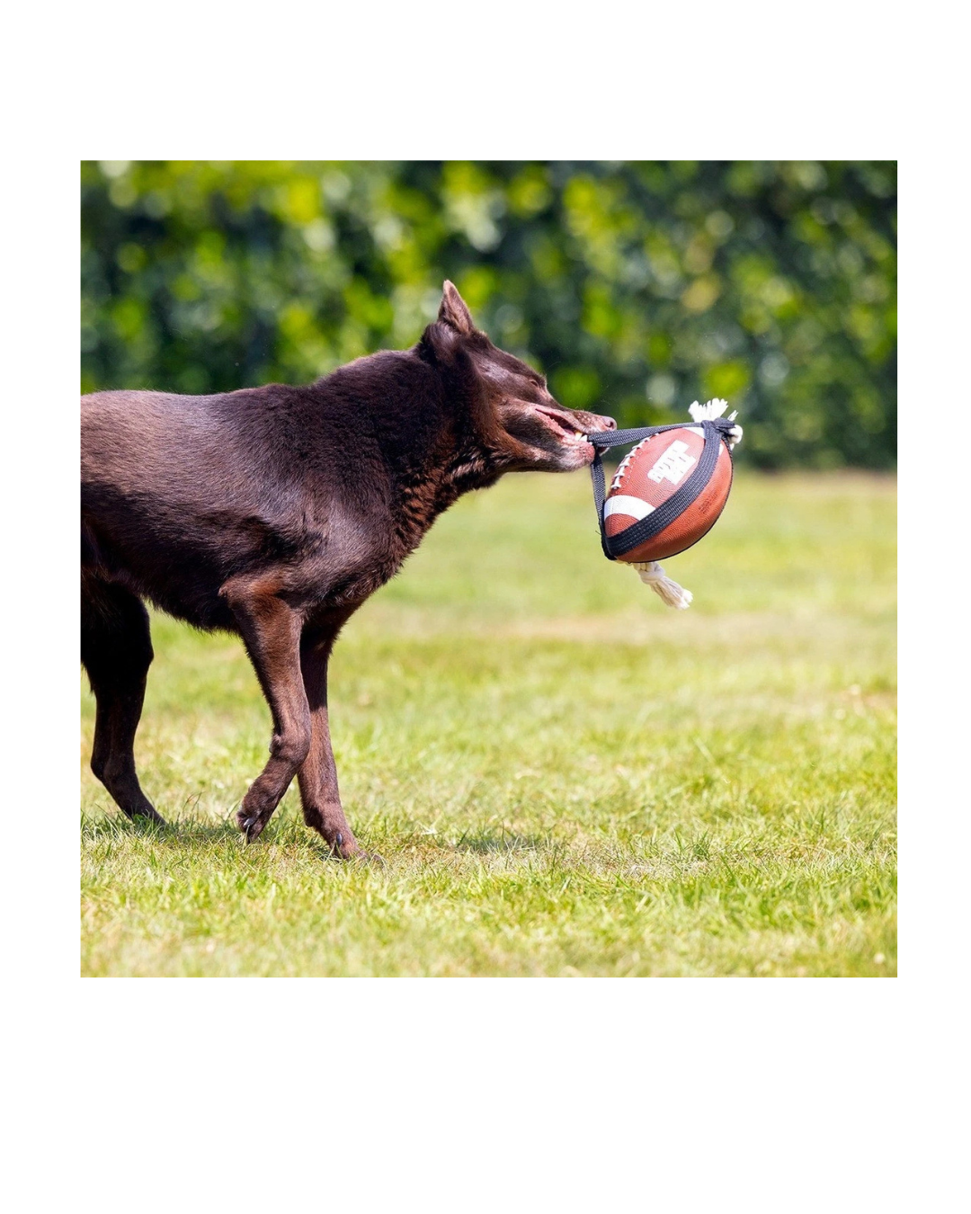 Beeztees - Palla Rugby Action Con Corda 21 cm