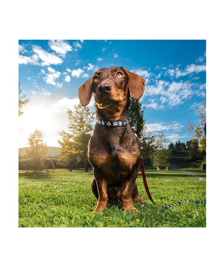 Disney - Collare per Cani XXS/XS Mickey Mouse