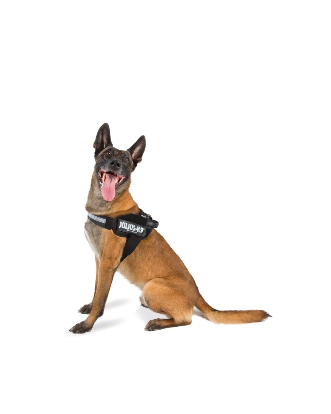 Julius K9 - Powerharness Pettorina Nero Taglia 1 - 63/85 cm - Peso 23/30 kg