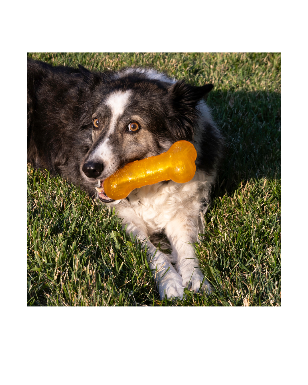 KONG - Crackle Bone Assorted Medium