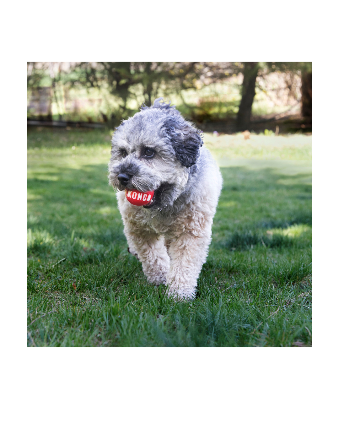 KONG - Signature Balls Sm 2pz