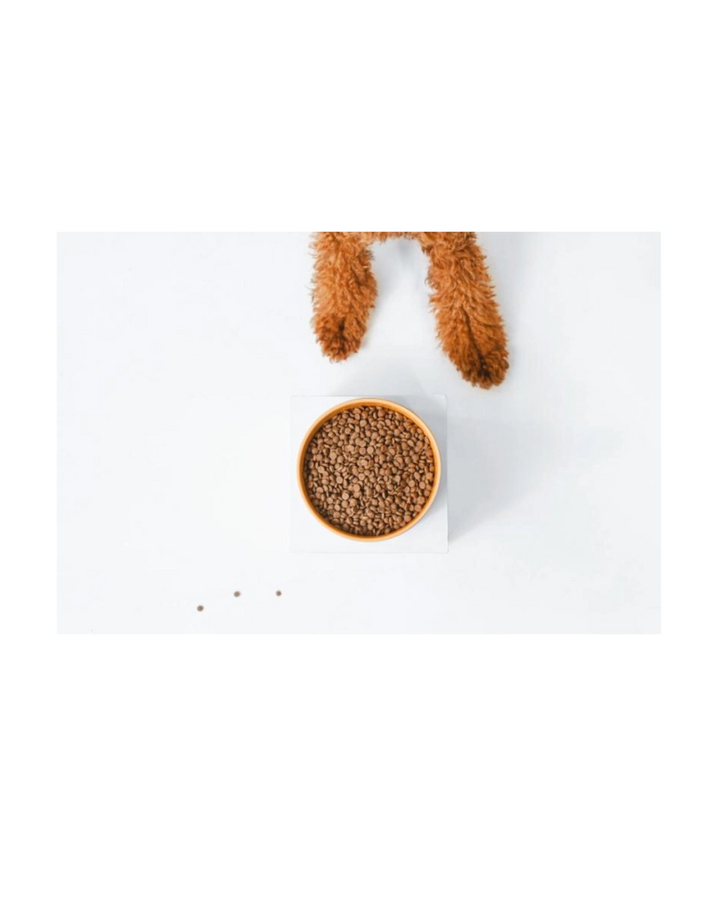 Nature's Protection Superior Care Red Coat Dog Grain Free - Puppy Junior Small Breed Salmone 10 Kg