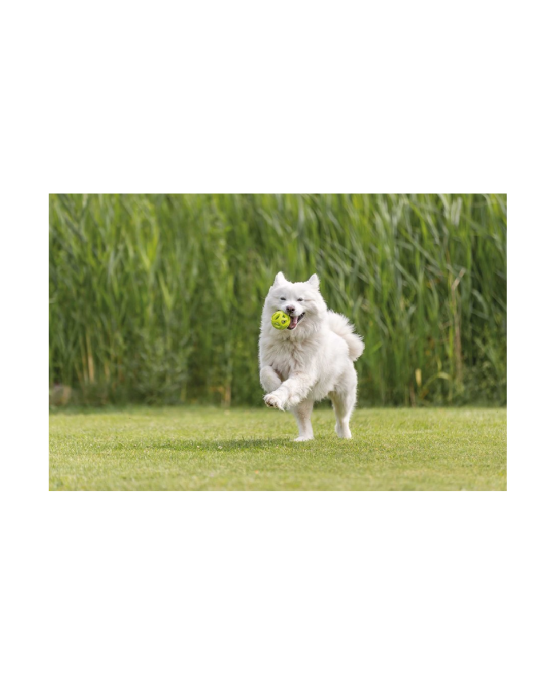 Trixie - Acqua toy Palla da Rugby