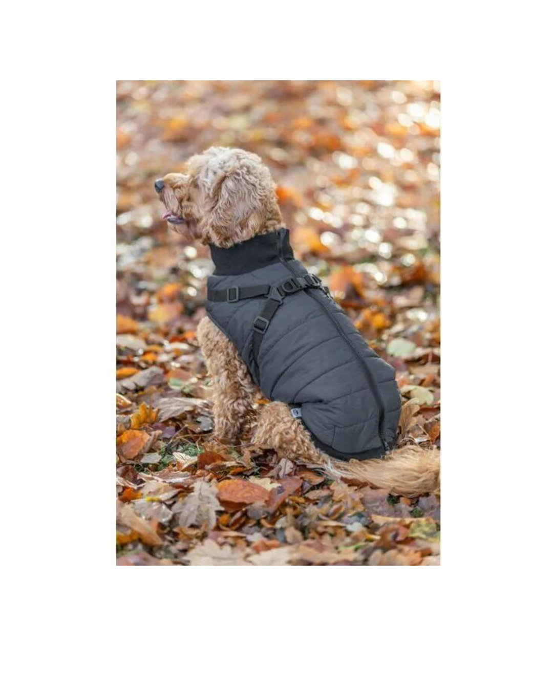 Trixie - Cappottino Pontis S