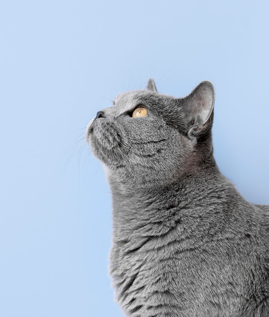 Gatto grigio su fondo azzurro