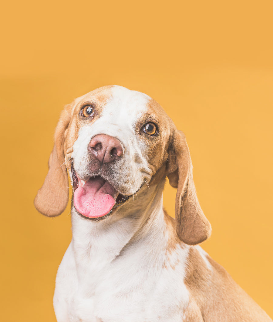 Cane bianco e marrone su fondo caldo